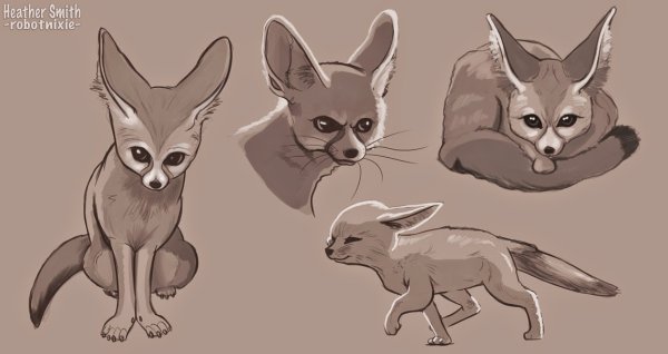 Лиса фенек референс