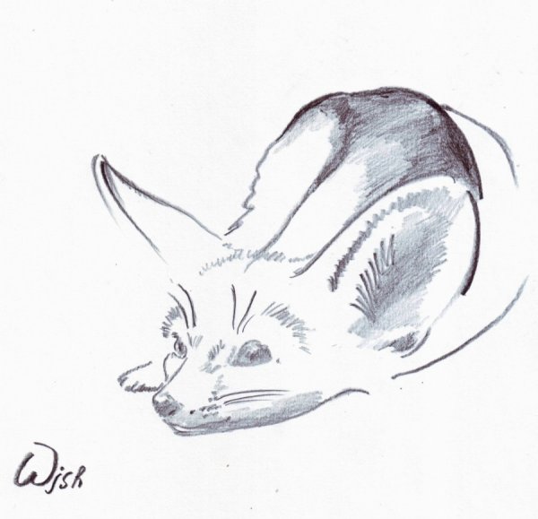 Фенька рисунок карандашом