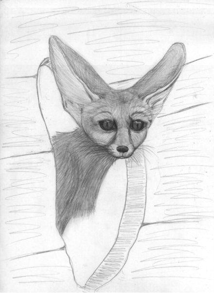 Фенек рисунок карандашом