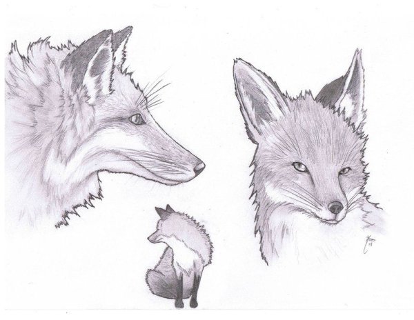 Форма лисы для рисунка