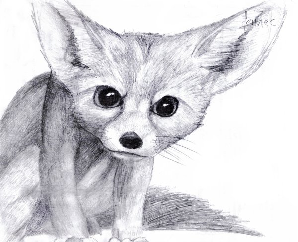 Фенек рисунок
