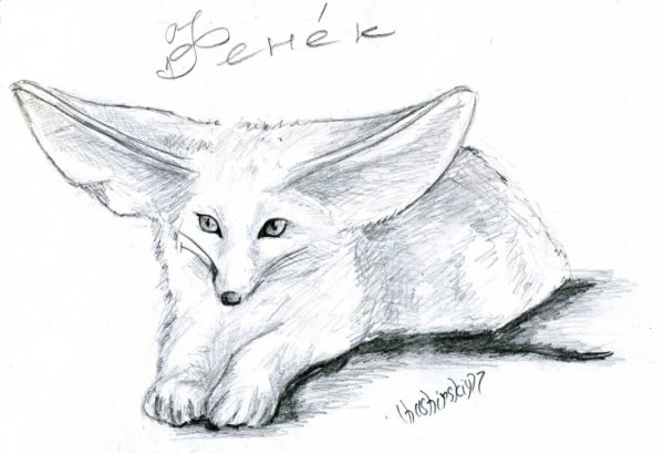 Фенек карандашом лежит