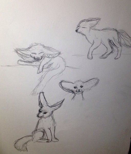 Фенек рисунок легкий