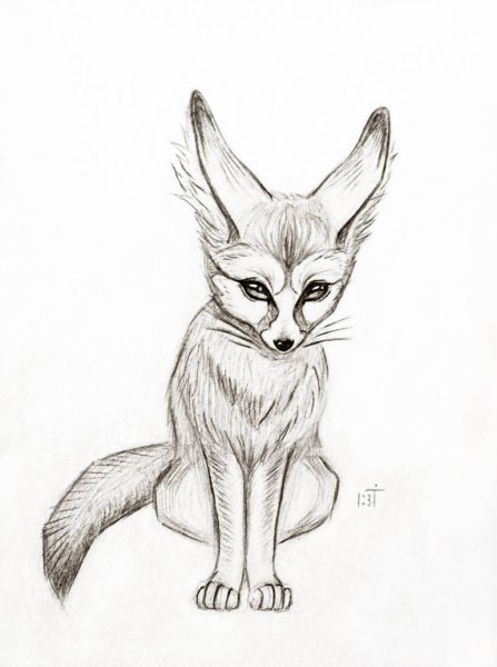 Фенек эскиз