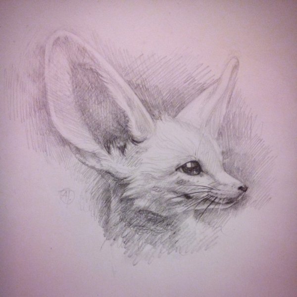 Фенек простым карандашом