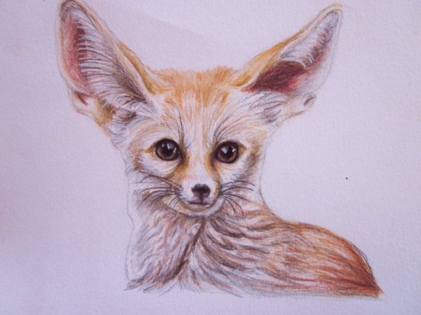 Fennec Fox Eyes