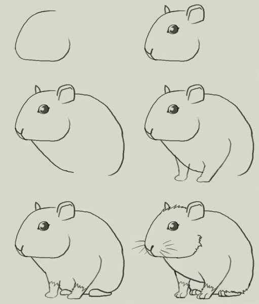 Как нарисовать хомяка