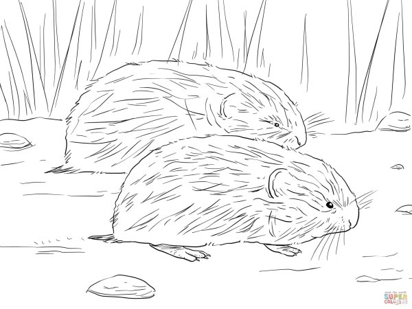 Лемминг в тундре раскраска