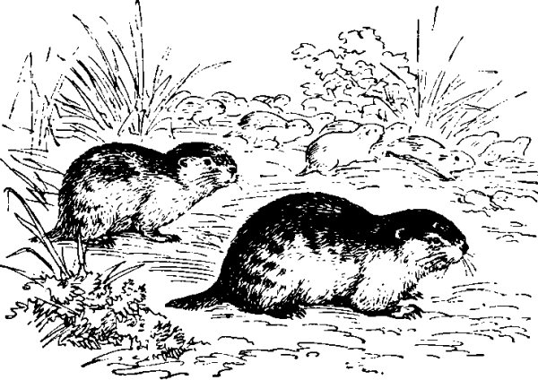 Лемминг рисунок