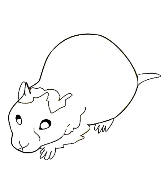 Раскраска сирийский хомяк