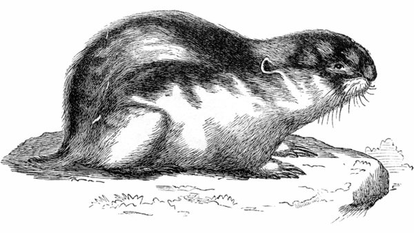 Лемминг иллюстрация