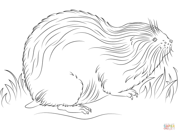 Лесной лемминг раскраска