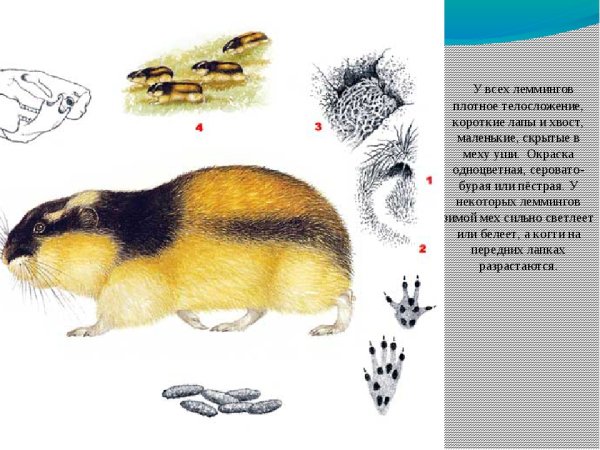 Лемминг ареал