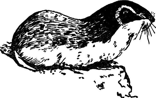 Лемминг в тундре раскраска