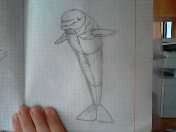 Поэтапное рисование дельфина-Белуха