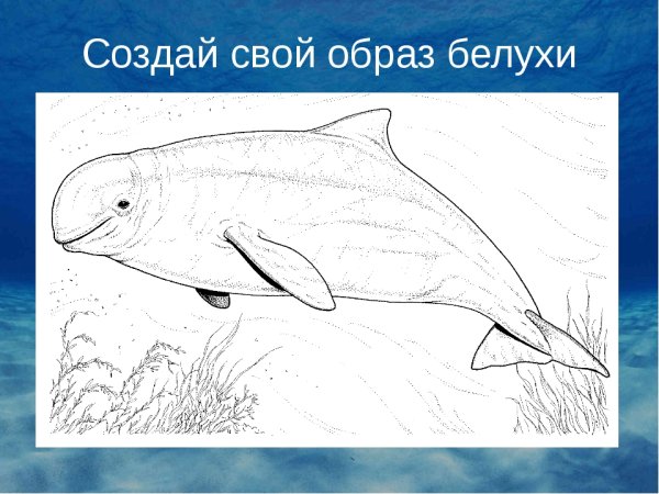 Раскраска морские млекопитающие