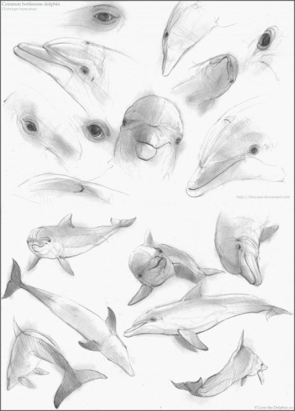 Дельфины Графика