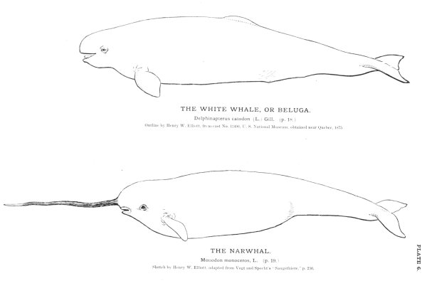 Выкройка нарвала