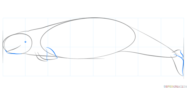 Как рисовать плавники кита