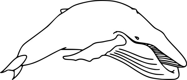 Белуха раскраска для детей