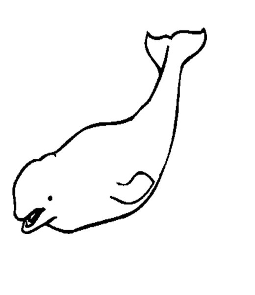 Белуха раскраска