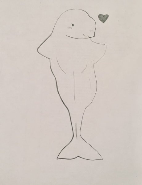 Белуха карандашом для срисовки