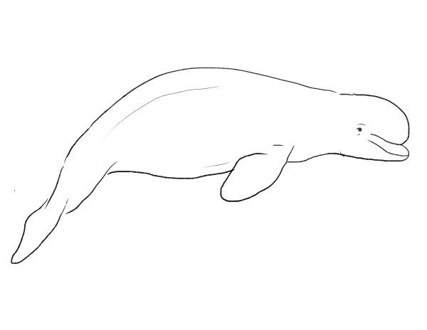 Белуха раскраска