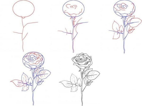 Рисунки розы карандашом для начинающих