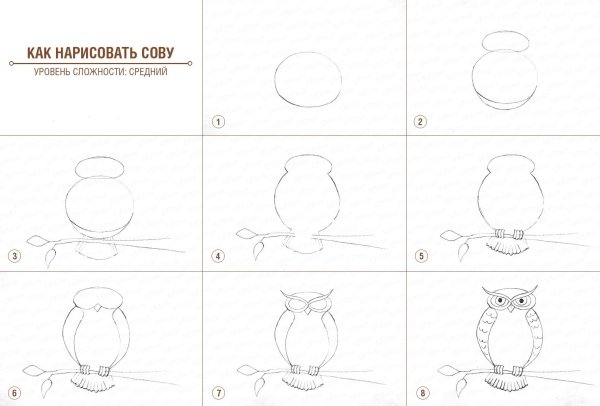 Рисование Совы поэтапно