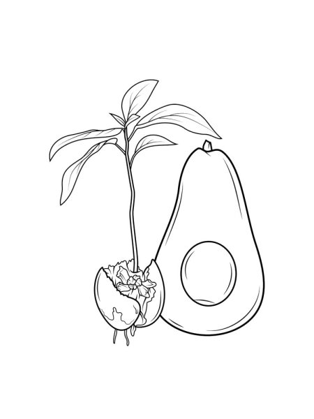 Раскраска авокадо