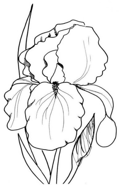 Ирисы раскраска