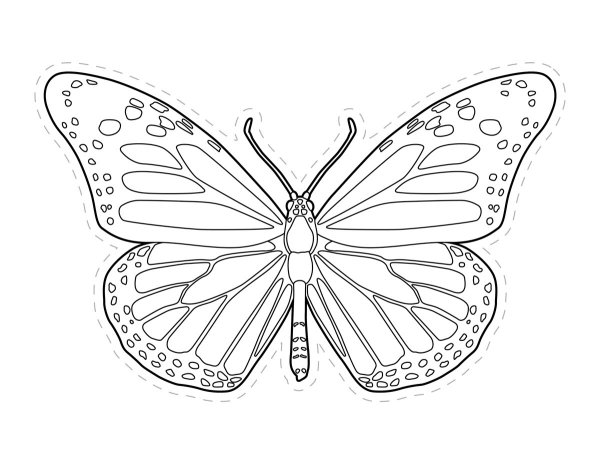 Бабочка черно белая