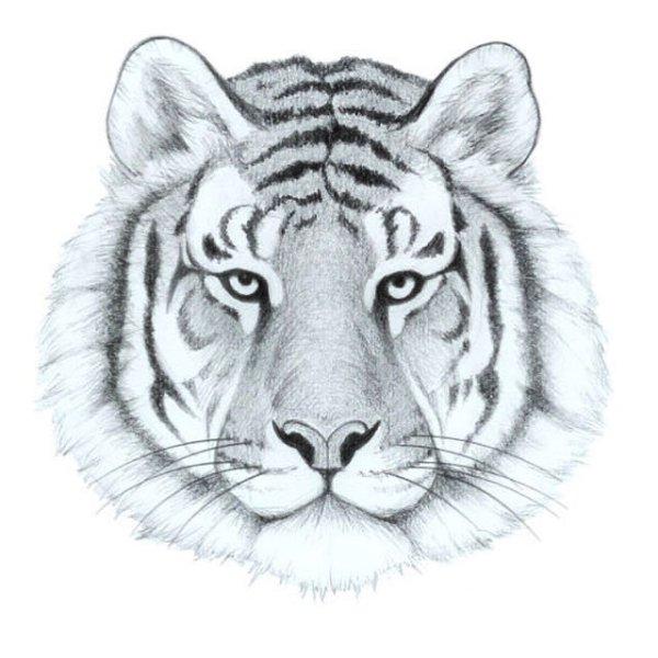 Тигр рисунок заштрихованный