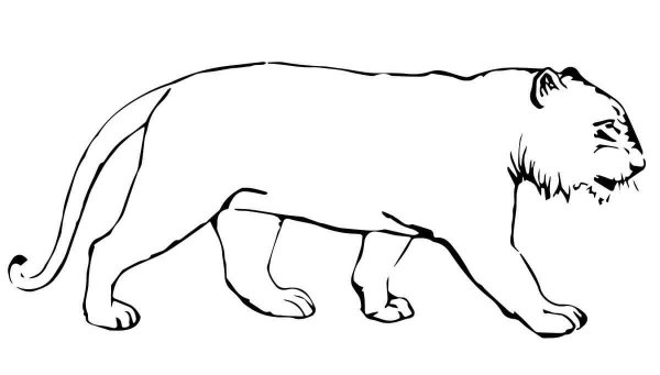 Трафарет тигра для рисования