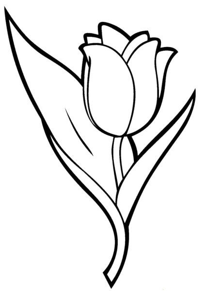 Тюльпан Шренка раскраска
