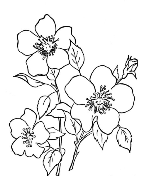 Трафареты цветов для рисования