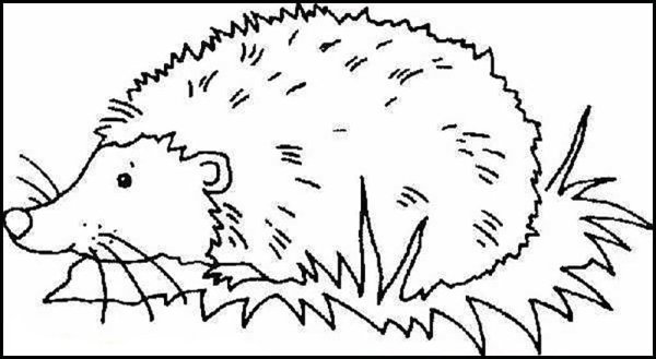 Ежик с яблоком раскраска