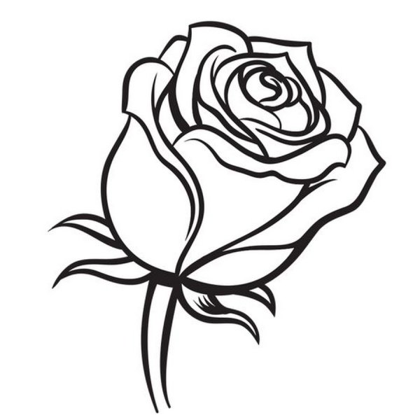 Роза контур