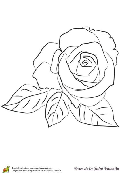 Раскраска роза без стебля