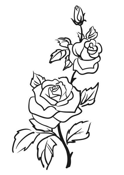 Эскиз розы контур