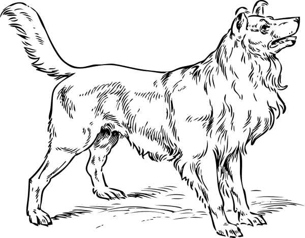 Колли порода собак