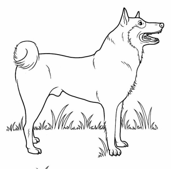 Раскраска "собаки"