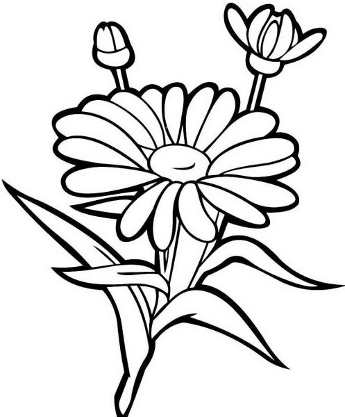 Ромашка раскраска