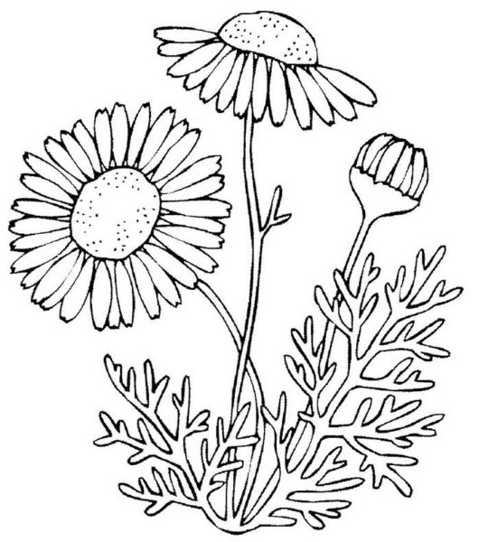 Раскраска цветок Ромашка