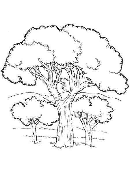 Эскиз ствола дерева