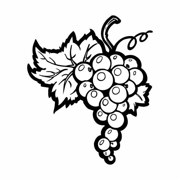 Виноград раскраска для малышей