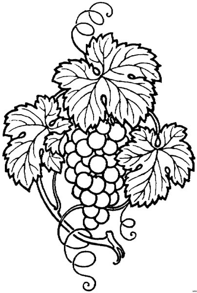 Гроздь винограда раскраска
