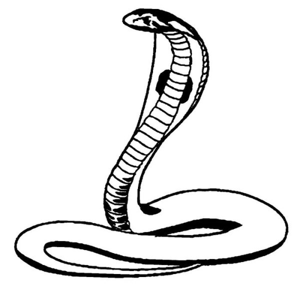 Королевская Кобра