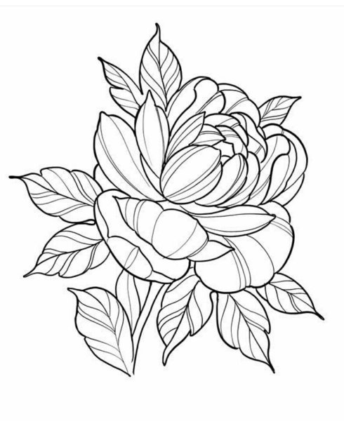 Пионы контур эскиз