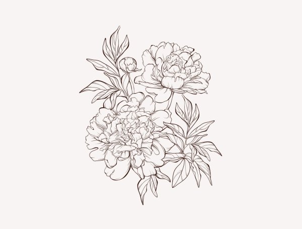 Пионы вектор чб